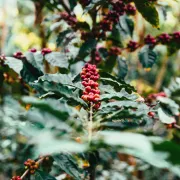 Odmiana kawy: TYPICA