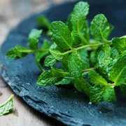 Mięta - odmiany, działanie i zastosowanie. Przepis na herbatę z miętą