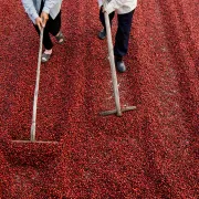 Produkcja kawy w Brazylii i Kolumbii