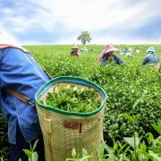 Rodzaje herbaty z Indii: Assam, Darjeeling, Nilgiri. Czym się różnią?