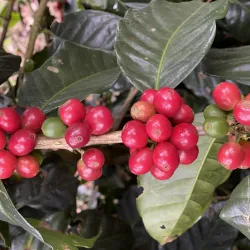 Honduras Finca El Puente Natural Catuai waga 1000