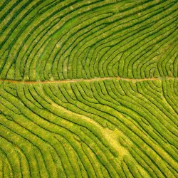 Odkryj tajemnice herbaty Darjeeling - najlepsze indyjskie herbaty na świecie