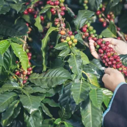 Gatunki kawy: Arabica i Robusta - różnorodność smaków kawowych