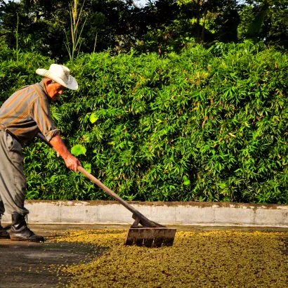 Costa Rica Hacienda Sonora Geisha Natural waga 200 - zdjęcie 4