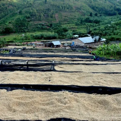 Rwanda Humure Red Bourbon Natural waga 250 - zdjęcie 2