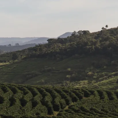 Kawa bezkofeinowa ziarnista Brazil Fazenda Sao Jose waga 250 - zdjęcie 3