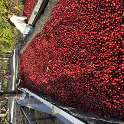 Honduras Finca El Puente Natural Catuai waga 1000 - miniatura 2