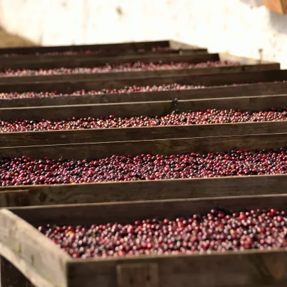 Guatemala Huehuetenango La Maravilla Washed waga 250 - zdjęcie 4