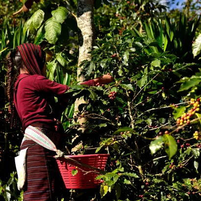 Guatemala Huehuetenango La Maravilla Washed waga 250 zmielona do kawiarka (moka) - zdjęcie 4