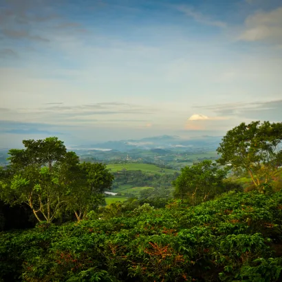 Costa Rica Hacienda Sonora Natural waga 1000 - zdjęcie 2