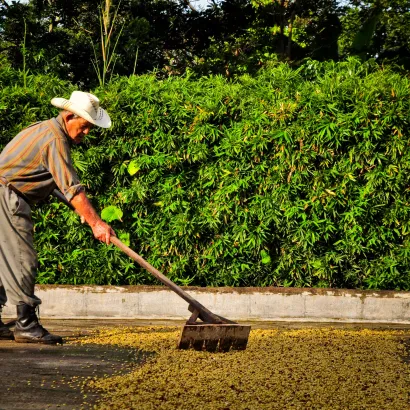 Costa Rica Hacienda Sonora Natural waga 200 zmielona do drip/chemex/przelewowy - zdjęcie 4