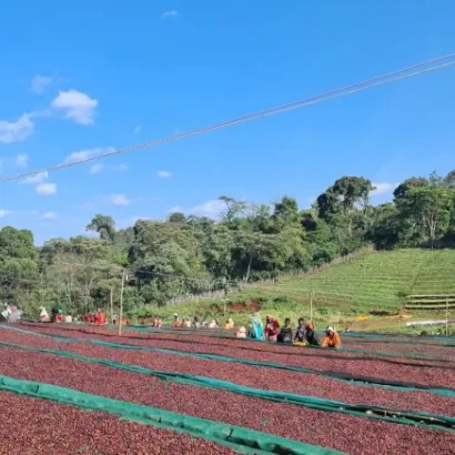 Ethiopia Guji Kercha Natural waga 250 - zdjęcie 2