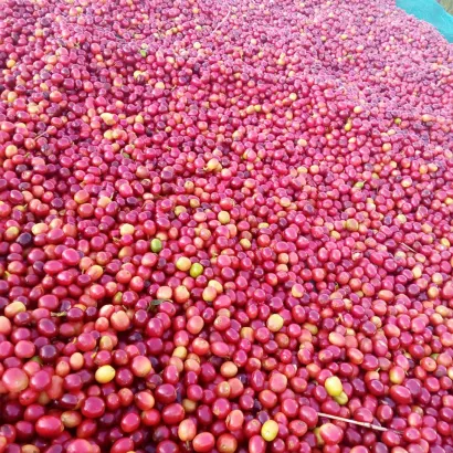 Ethiopia Guji Kercha Natural waga 250 zmielona do drip/chemex/przelewowy - zdjęcie 3