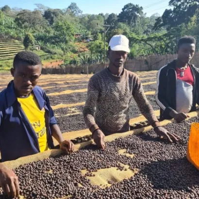 Ethiopia Guji Kercha Natural waga 250 zmielona do drip/chemex/przelewowy - zdjęcie 4