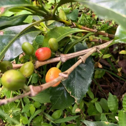 Cascara Colombia Huila Geisha Washed suszone owoce kawowca waga 100 g - zdjęcie 4