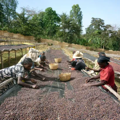 Ethiopia Sidamo Dimtu Heirloom Natural waga 250 - zdjęcie 3