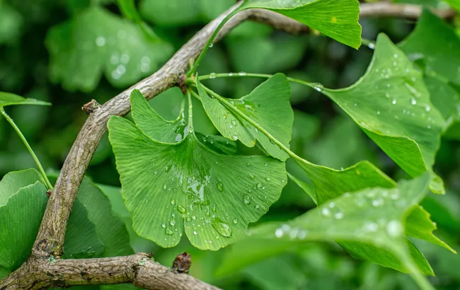 Ginkgo biloba, czyli miłorząb japoński. Działanie i wskazania do stosowania