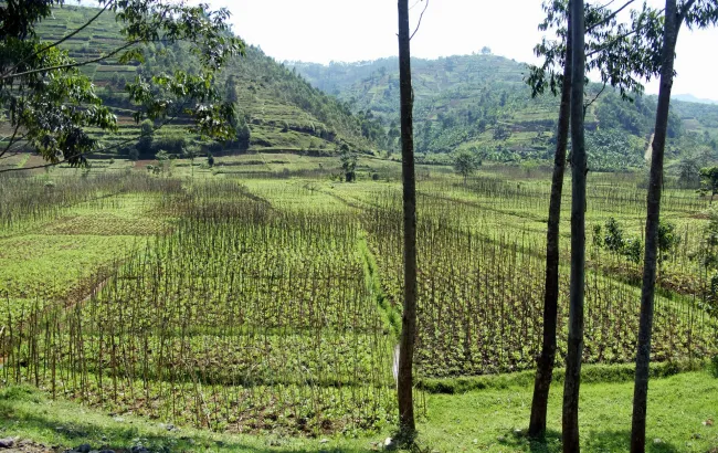 Podróże z kawą: Rwanda