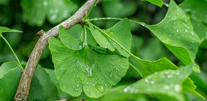 Ginkgo biloba, czyli miłorząb japoński. Działanie i wskazania do stosowania
