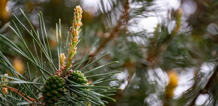 Herbatka z igieł sosnowych - przepis. Skąd wziąć igły sosny?