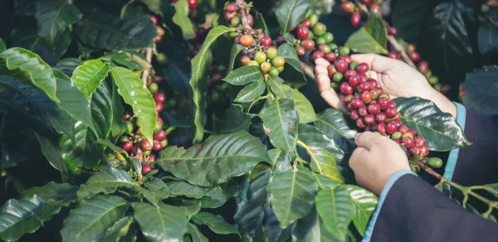 PIJALNY PRODUKT UBOCZNY CASCARA